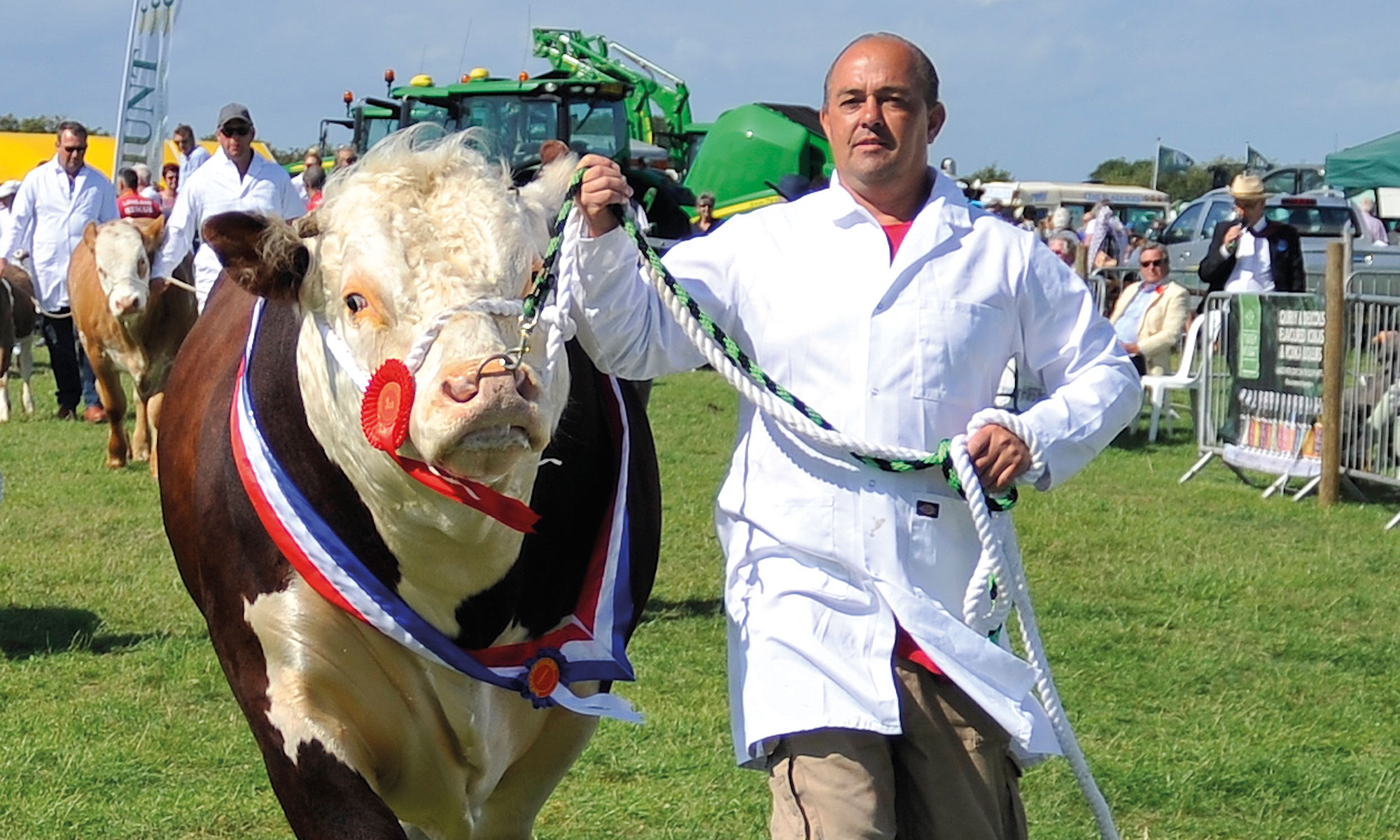Farmer leading his prize cow to the ring