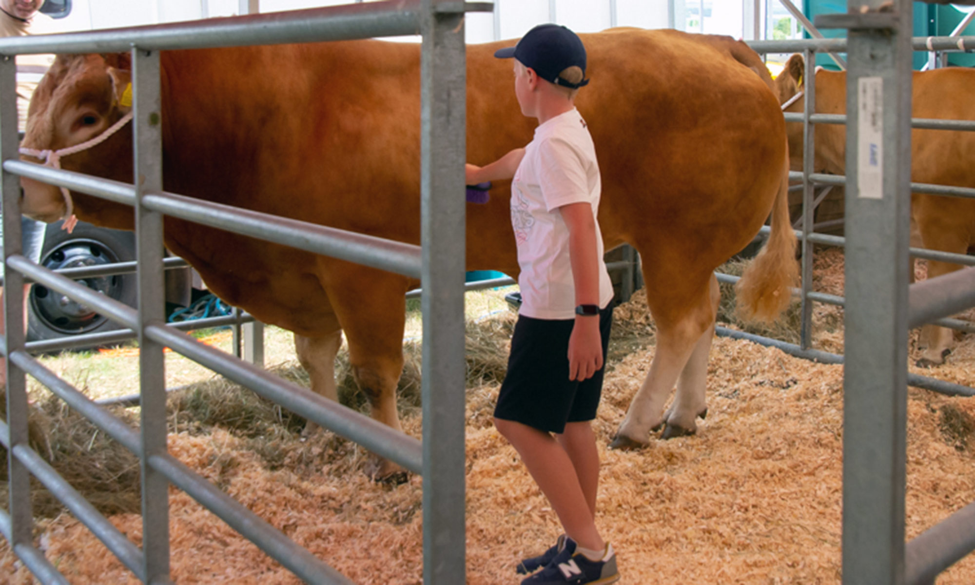 boy standing with a cow in a pen