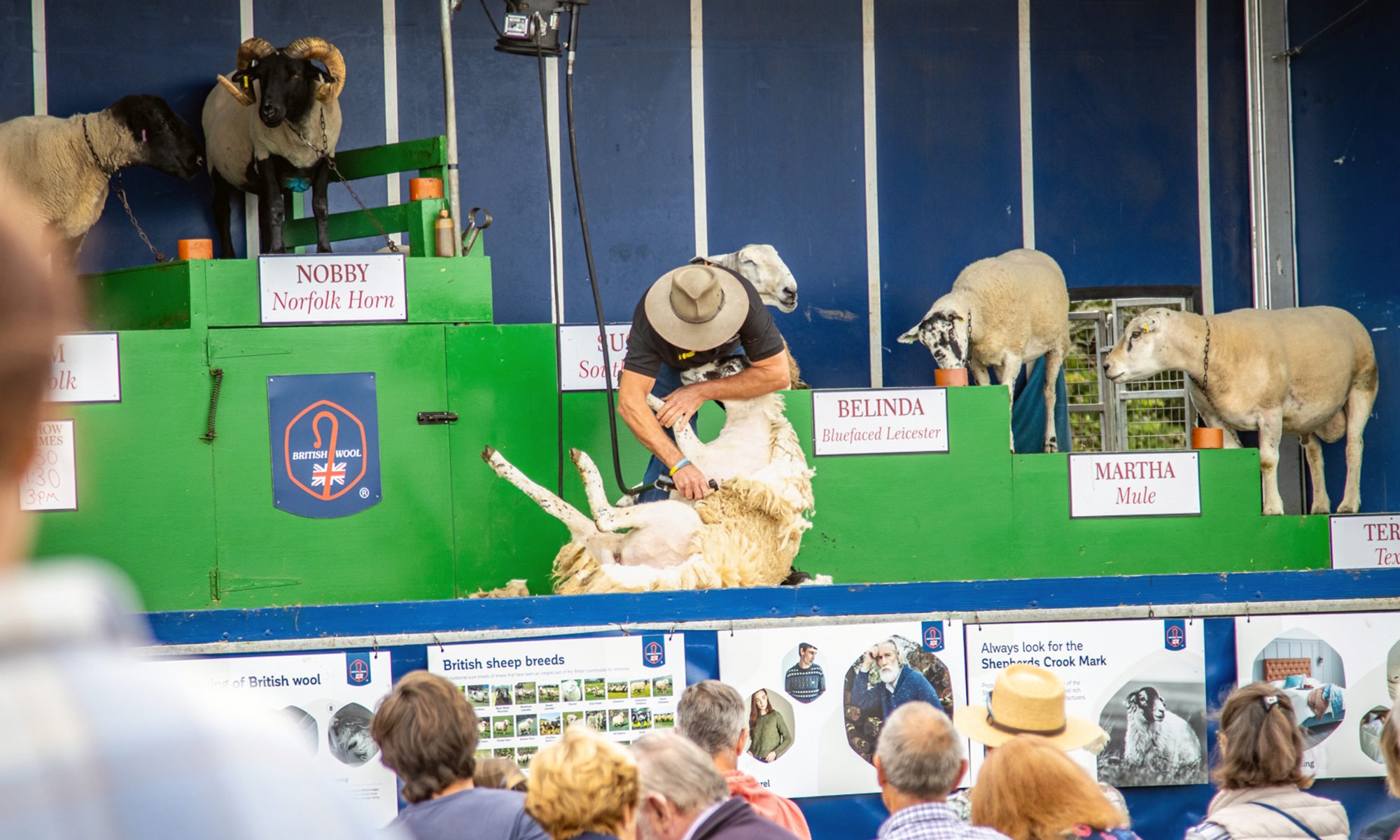 man shearing a sheep on stage