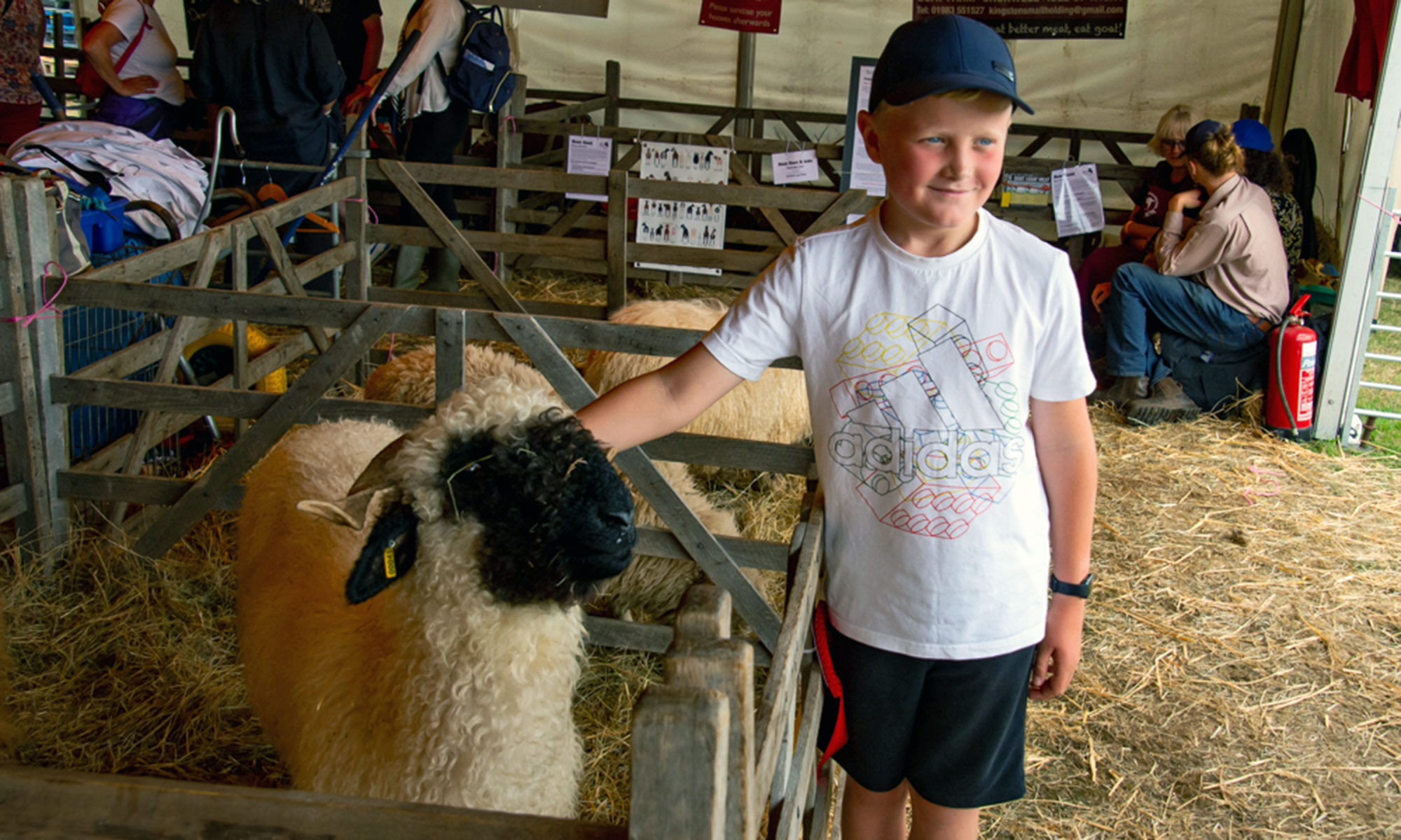 boy patting a sheep in a pen