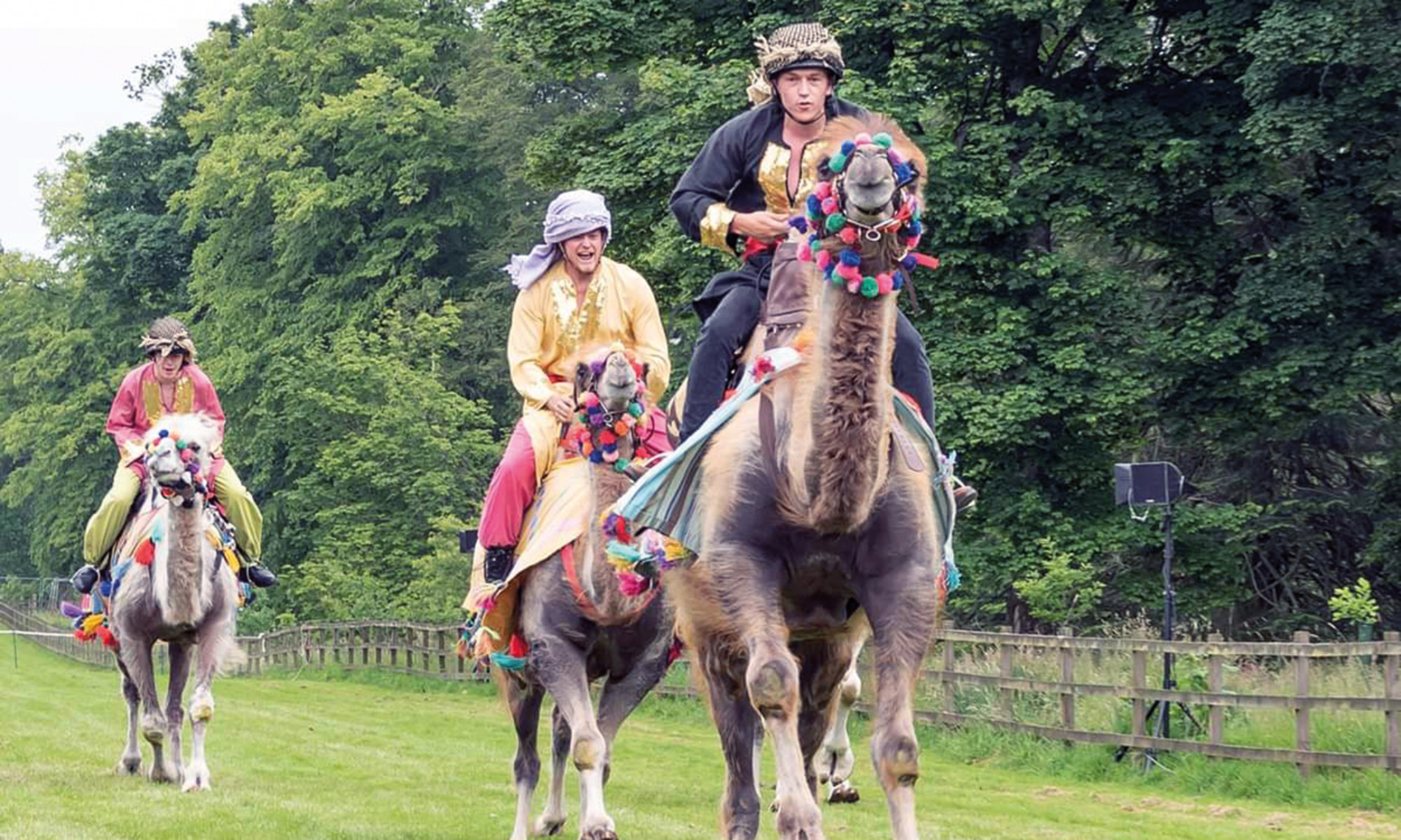 Camel racing