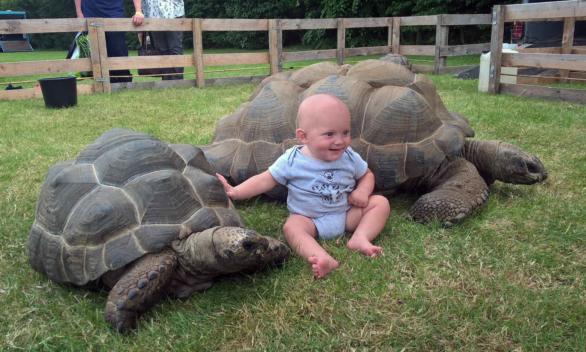 Giant tortoises
